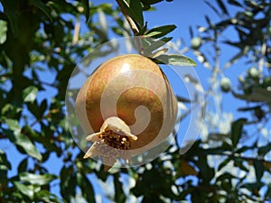 Orange pomegranate on tree branche