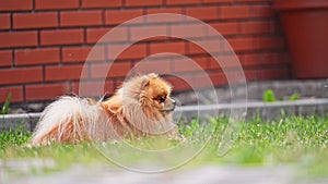 orange pomeranian spitz dog gnaws on a stick in the garden against a brick wall