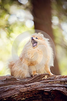 Orange Pomeranian standing on a log in the forest.