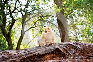 Orange Pomeranian standing on a log in the forest.