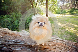 Orange Pomeranian standing on a log in the forest.