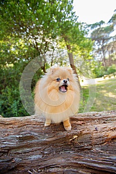 Orange Pomeranian standing on a log in the forest.