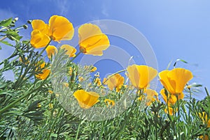 Orange Poppies