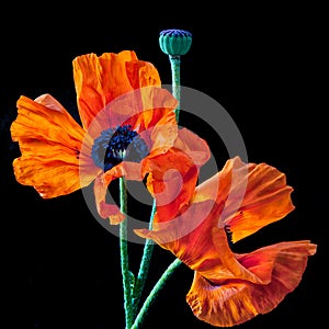 Orange Poppies