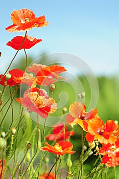 Orange Poppies