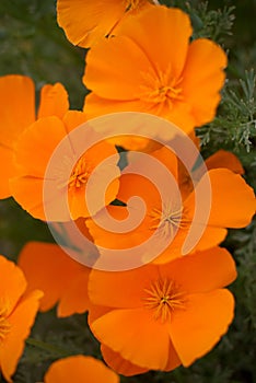 Orange Poppies Field