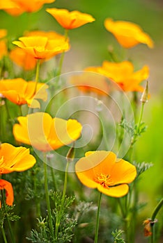 Orange Poppies Field