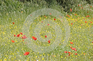 Orange poppies, Lourmarin, Vaucluse, Provence-Alpes-CÃÂ´te d`Azur photo