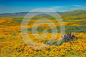 Orange Poppies and Purple flowers bloom in spring