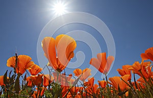 Orange poppies with sun