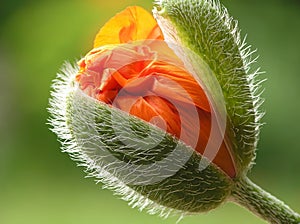 Orange poppy