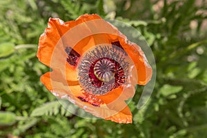 Orange poppy blossom in spring - close-up