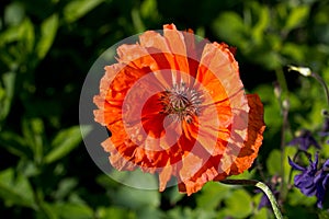 Orange poppy on a field