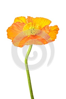 Orange poppy flower photo