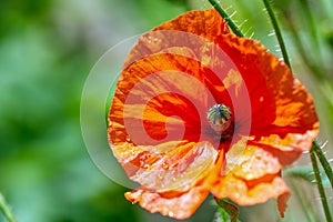 Orange poppy flower with morning water drops under sunlight on green background