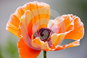 Orange poppy flower papaver somniferum close up. Sunny day and nature concept photo