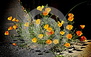 Orange poppy flowers field California