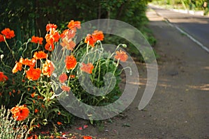 Orange poppy flowers on grow by the sunny road
