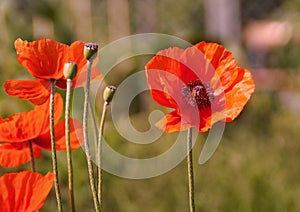 Orange poppy flowers