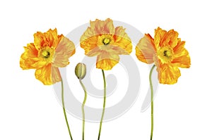 Orange poppy flowers on white