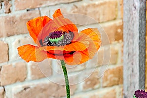 Orange Poppy with a Green and Purple Center