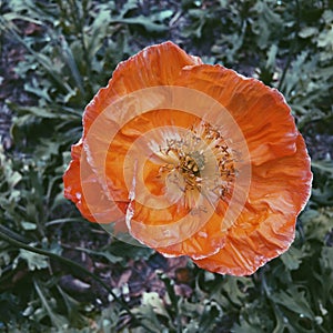 Orange poppy withering