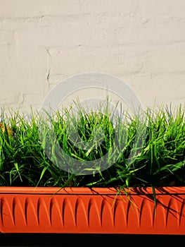 Orange pot with green grass