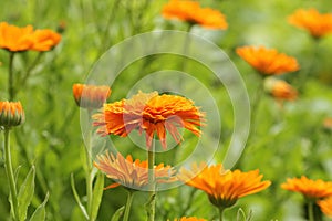 Orange pot marigold bloosom - Calendula officinalis field