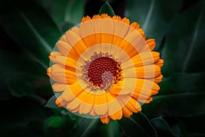 Orange Pot marigold or English marigold Calendula officinalis flower on leaf background. Beauty in nature