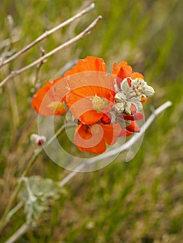 Orange prairie flowers