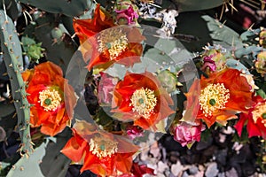 Orange Prickly Pear Cactus Flower
