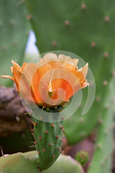 Orange prickly pear flower in natural environment.