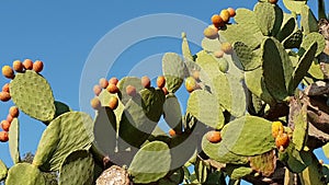 Orange prickly pears grow on a cactus plant in Italy