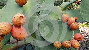 Orange prickly pears grow on a cactus plant in Italy