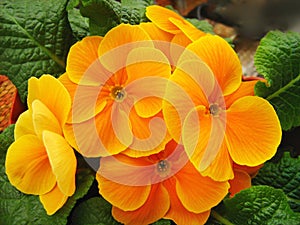 Orange primrose primula flower closeup