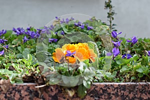 orange primrose between violets