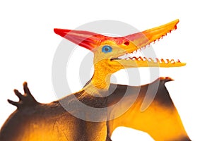 Orange pterosaurs toy on a white background