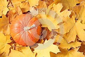 Orange pumpkin against yellow leaves