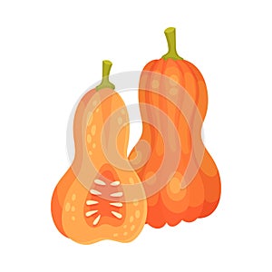 Orange Pumpkin as Thanksgiving Day Attribute Vector Illustration