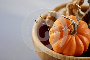 Orange pumpkin with a curly stem in a bowl background