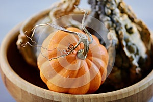 Orange pumpkin with a curly stem with a green bumpy gourd in a bowl background