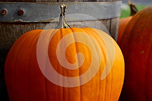 Orange pumpkin in front of barrel