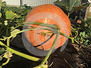 Orange pumpkin in the garden