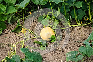 Orange pumpkin with great tendrils growing in the garden