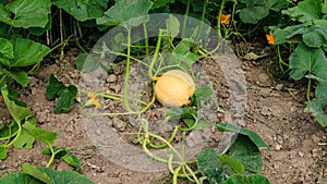 Orange pumpkin with great tendrils growing in the garden