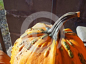 Orange pumpkin with green bumps on front steps