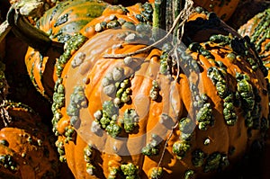 Orange pumpkin with growths on its skin