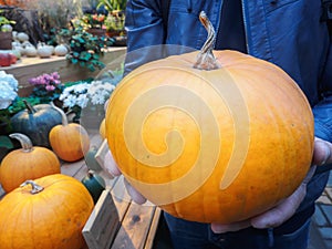 Orange pumpkin in the hands. Big pumpkin in man hands. Yellow pumpkin holding hands. Beautiful big pumpkin