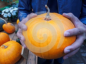 Orange pumpkin in the hands. Big pumpkin in man hands. Yellow pumpkin holding hands. Beautiful big pumpkin