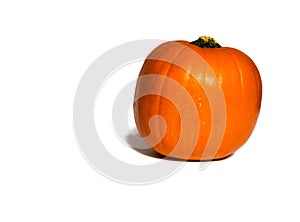 Orange pumpkin isolated on white background with copy space